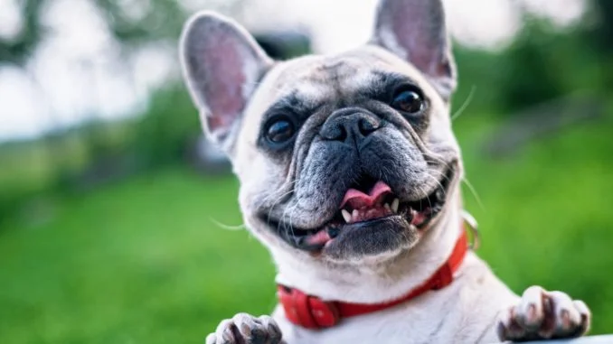 Cane Microchip