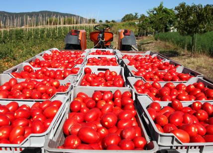 raccolta pomodori