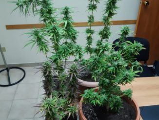 sant’arcangelo (pz): coltivava piante di cannabis nascoste tra i fiori. arrestato dai carabinieri
