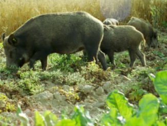 cinghiali in val d'agri: agricoltori esasperati