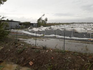 MALTEMPO: NEL METAPONTINO I VENTI DI BURRASCA PROVOCANO INGENTI DANNI ALLE STRUTTURE AGRICOLE