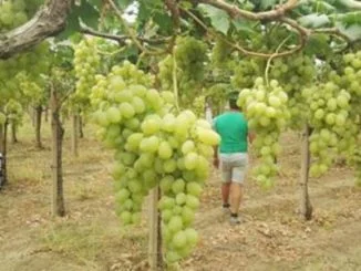 agricoltura