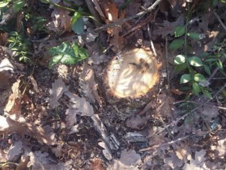 querce tagliate al difesa grande - intensificati i controlli dei carabinieri forestali 13 querce abbattute radio laser news matera potenza puglia basilicata