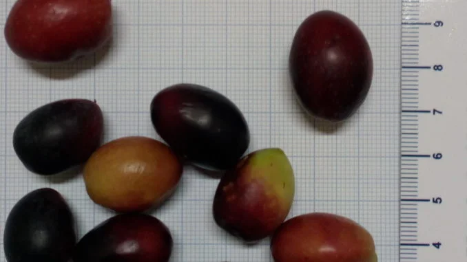 foto olive