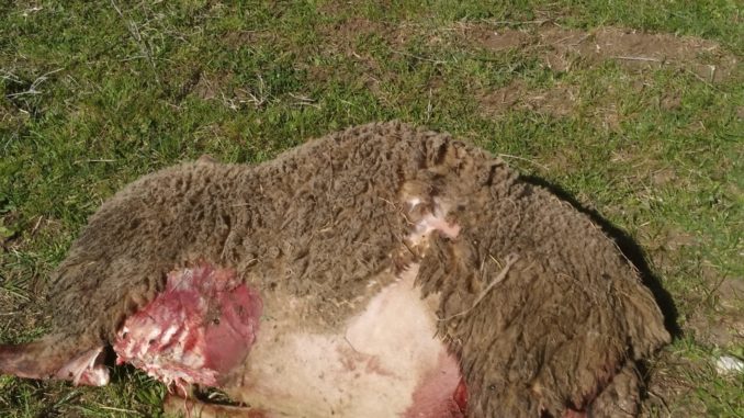 pecora sbranata a Lagopesole 2