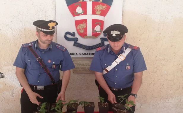Monopoli - coltiv. droga