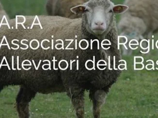 A LAURENZANA DOMANI APPUNTAMENTO CON LA TRANSUMANZA