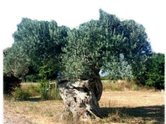 agricoltura