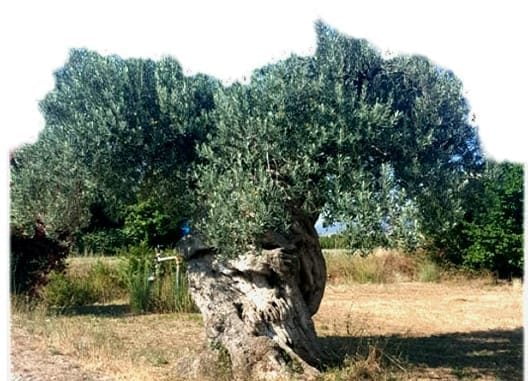 grassano-oprol