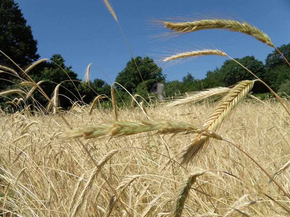 Premio Enzo Laganà 2020: l’ALSIA bandisce il Premio “Enzo Laganà” per il miglior agricoltore custode della agrobiodiversità della Basilicata nel 2020