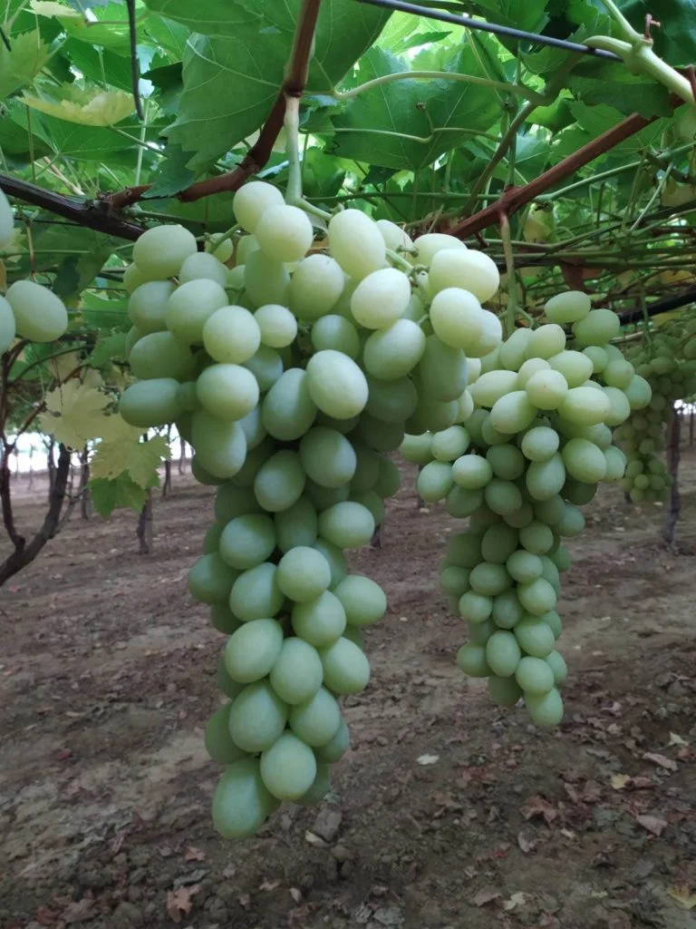 Grottaglie (Taranto), regina dell’uva da tavola. Le varietà: Vittoria e Regina e Apirene (senza semi)