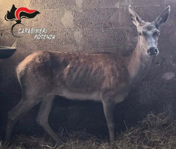 San Fele (PZ): I Carabinieri, dopo aver soccorso e fatto curare un cervo ferito, lo hanno reso nuovamente libero in natura.