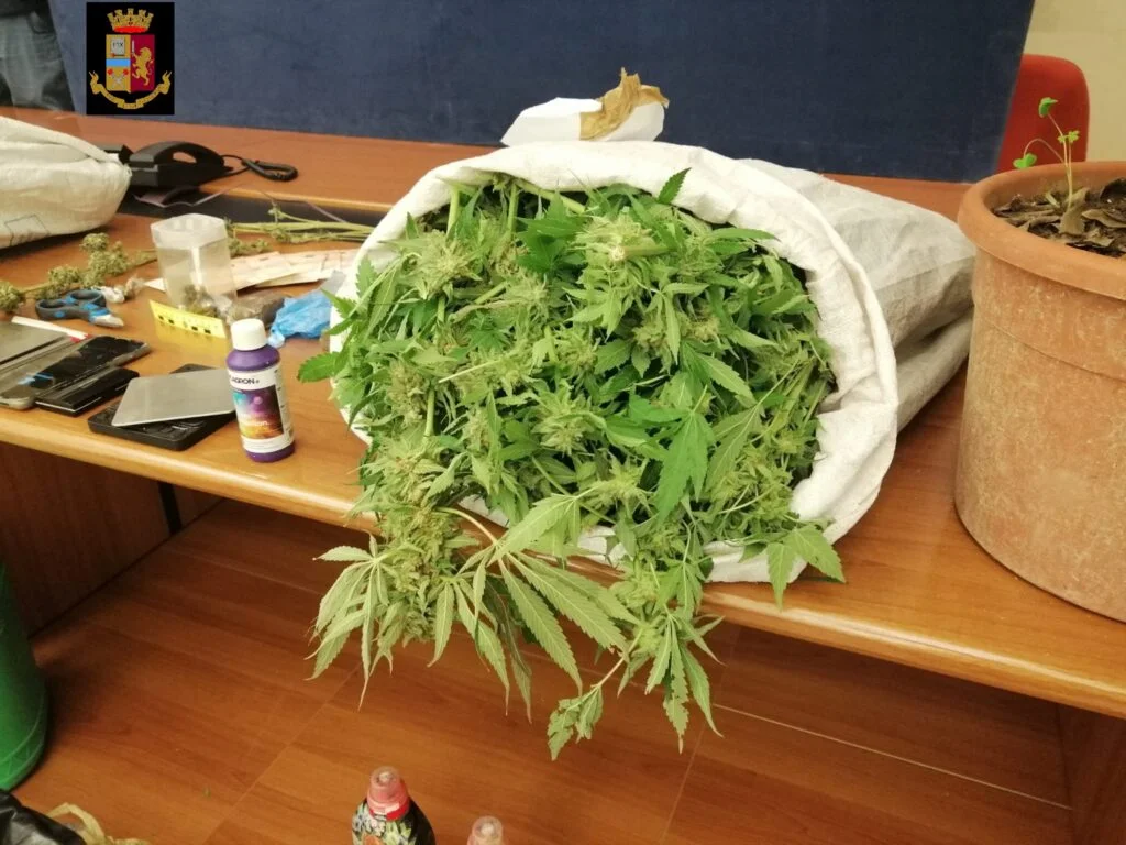 SCOPERTA UNA PIANTAGIONE DI MARIJUANA, ARRESTATI DALLA POLIZIA DUE MATERANI