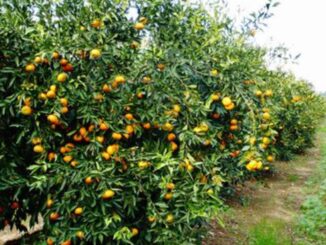agricoltura