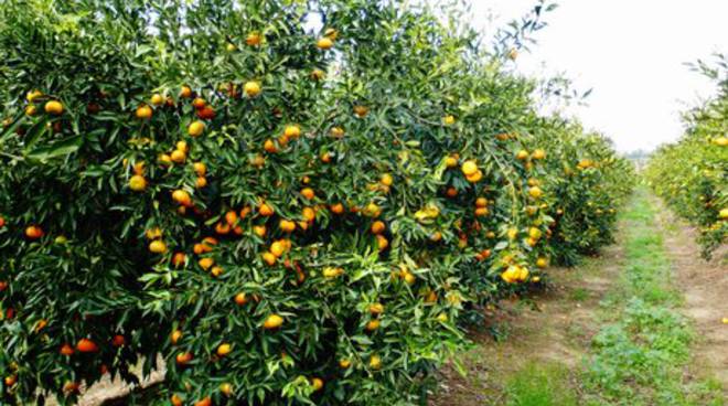 clementine-metaponto