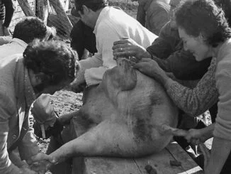PISTICCI: LA NOSTRA STORIA. QUANDO IL MAIALE SI AMMAZZAVA IN CASA ED ERA UNA GRANDE FESTA