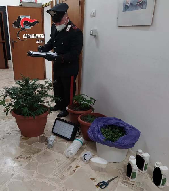 TURI (BA): Coltivano cannabis indica. Denunciati tre giovani.