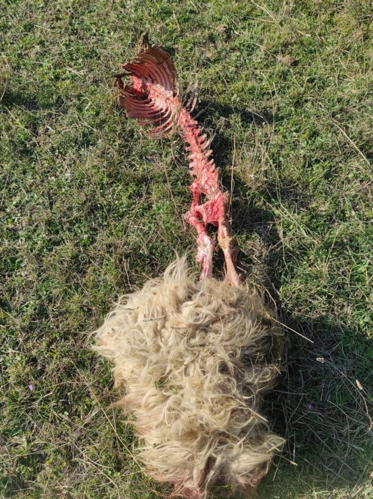 CIA: LUPI ASSALGONO DI GIORNO PECORE A FERRANDINA