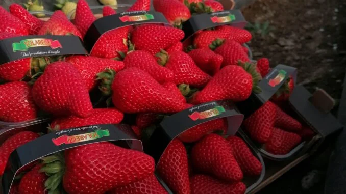 fragole 1