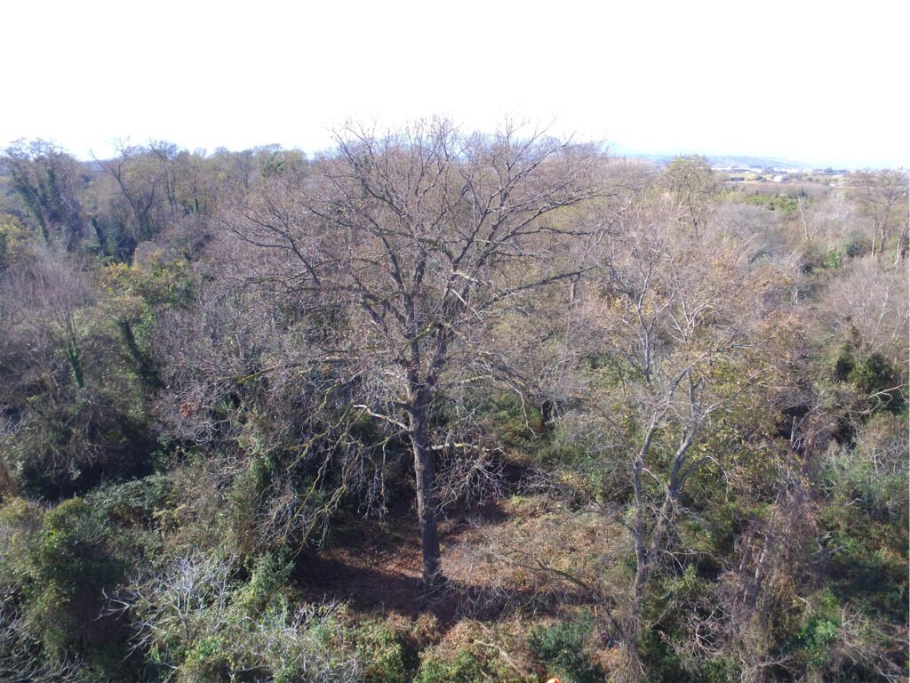 La grande quercia di Bosco Pantano nell’elenco degli alberi monumentali d’Italia