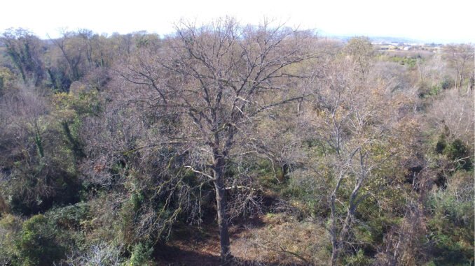 Grande-quercia-3
