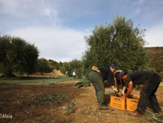olivicoltura olivo raccolta olive radio laser news matera potenza puglia basilicata