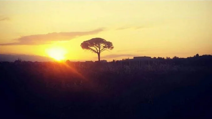 PINUS PINEA