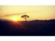 pinus pinea radio laser news matera potenza puglia basilicata