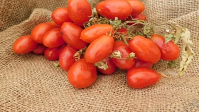 Pro Loco pomodori