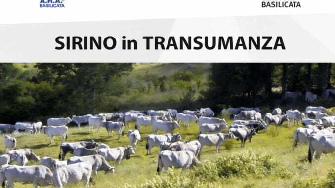 SIRINO IN TRANSUMANZA