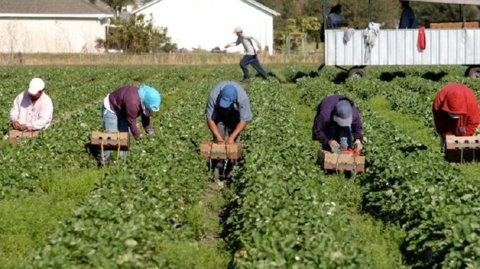 caporalato-lavoro-