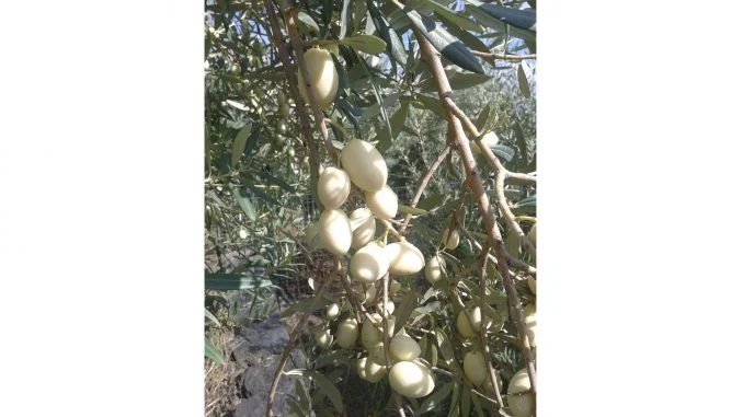 Olea europaea leucocarpa