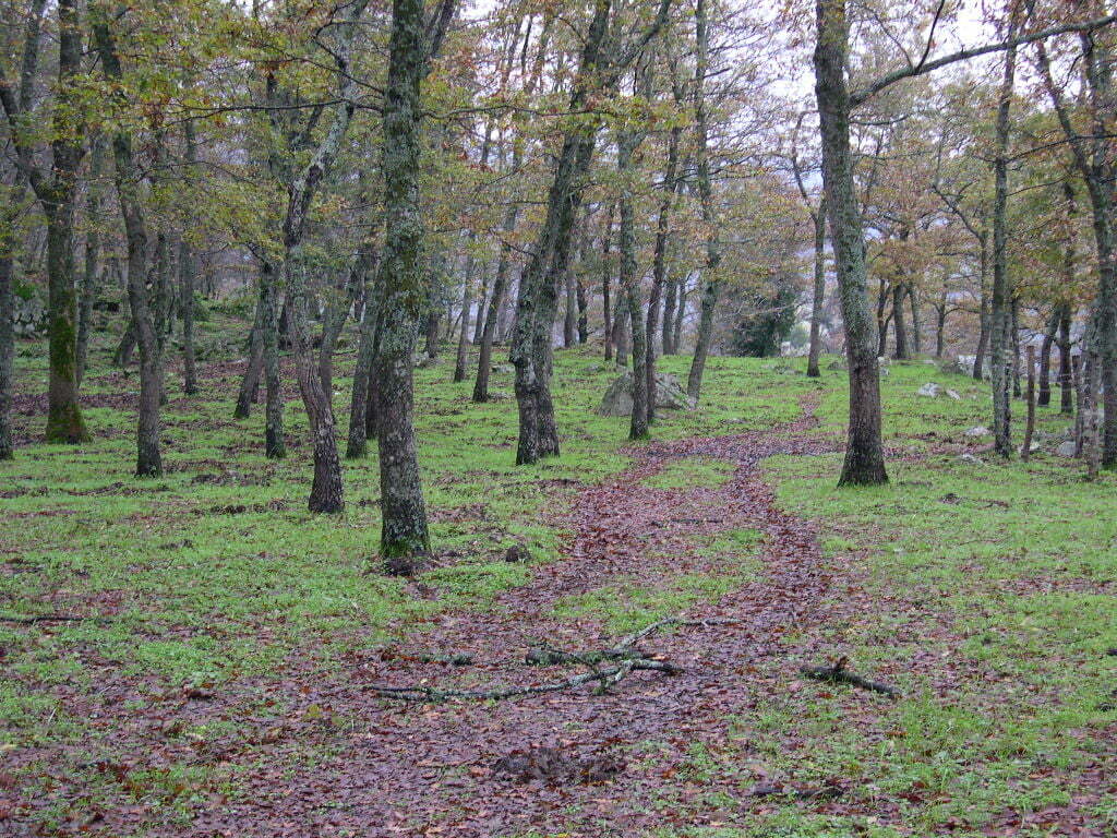 CARMINE COCCA (ORDINE DEI DOTTORI AGRONOMI E FORESTALI DI MATERA): RIPENSARE IL BOSCO PER LA TUTELA DEL TERRITORIO LUCANO