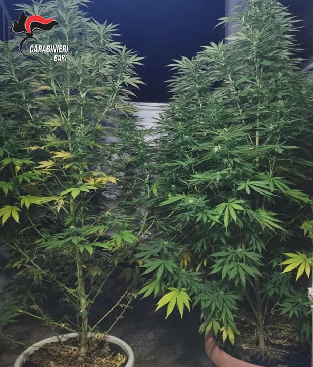 CONVERSANO (BA). CARABINIERI ARRESTANO GIOVANE DEL LUOGO. IN CASA UNA PICCOLA PIANTAGIONE INDOOR DI CANAPA.