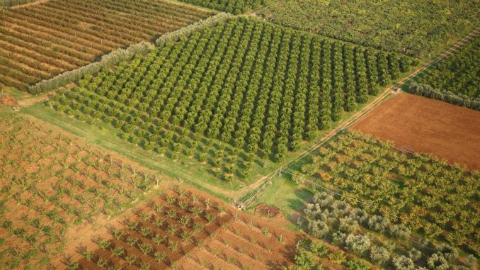 frutticoltura campi frutteti paesaggio