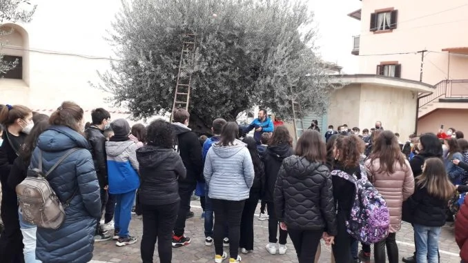 raccolta olive