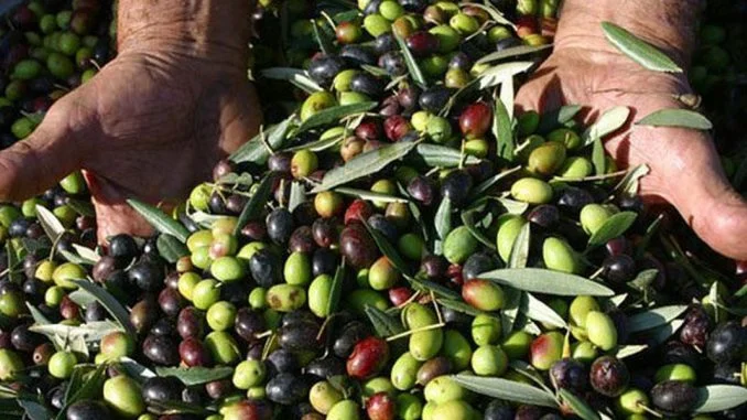 cianazionale_olive-raccolta