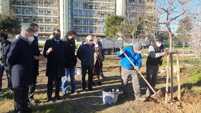 03-02-22 questa mattina in un’area verde in via Diomede Fresa le prime piantumazioni dei carrubi donati dalla BCC