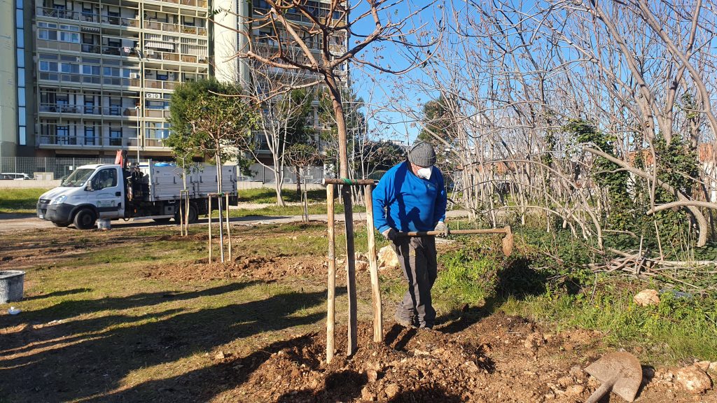 QUESTA MATTINA IN UN’AREA VERDE IN VIA DIOMEDE FRESA LE PRIME PIANTUMAZIONI DEI CARRUBI DONATI DALLA BCC