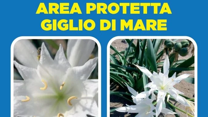 giglio di mare