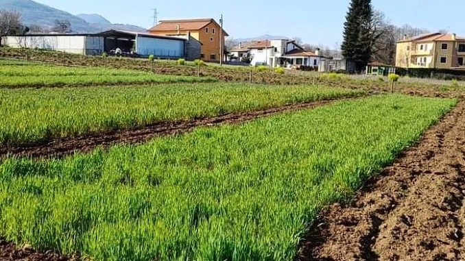 antichi cereali Pollino Rotonda agrobiodiversità marzo 2022