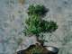 la regola del bonsai.jpg 1 radio laser news matera potenza puglia basilicata