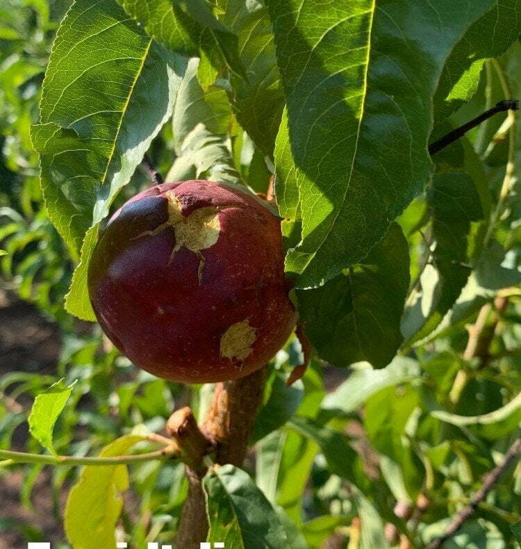 frutteti rovinati radio laser news matera potenza puglia basilicata