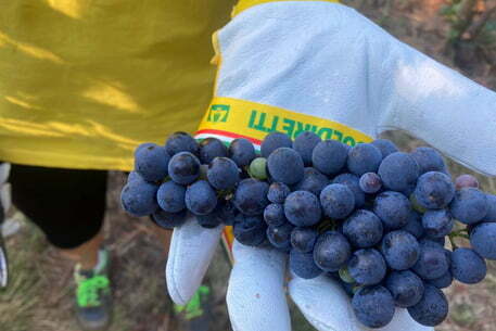 VENDEMMIA