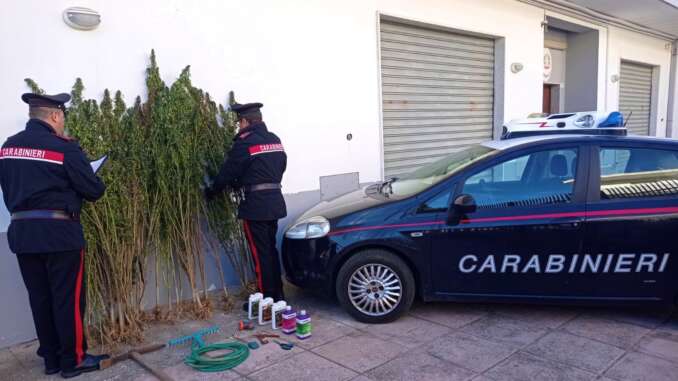 Foto Pomarico marijuana