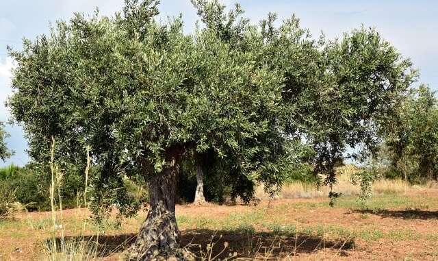 olive coldiretti