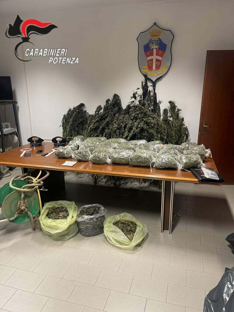 <strong>Moliterno-Sarconi-Spinoso (PZ): Operazione antidroga dei Carabinieri. Arrestate 3 persone <em>in trasferta</em> che coltivavano una piantagione di “canapa indiana”.</strong> <strong>Sequestrati 23 kg di “marijuana”</strong>