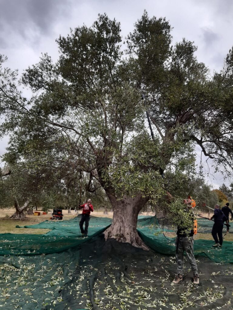 olivo.secolare radiolaser news matera potenza puglia basilicata
