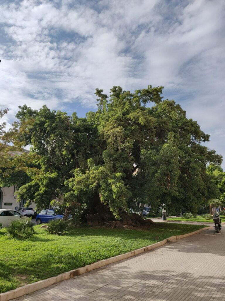 Censimento collettivo degli alberi monumentali