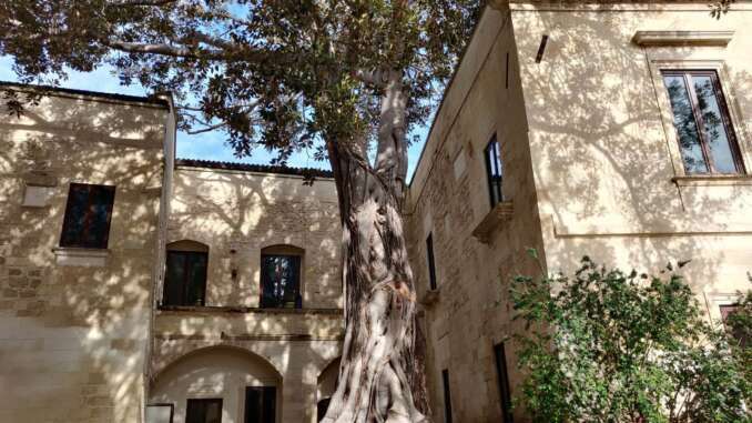 ficus conservatorio sant'anna